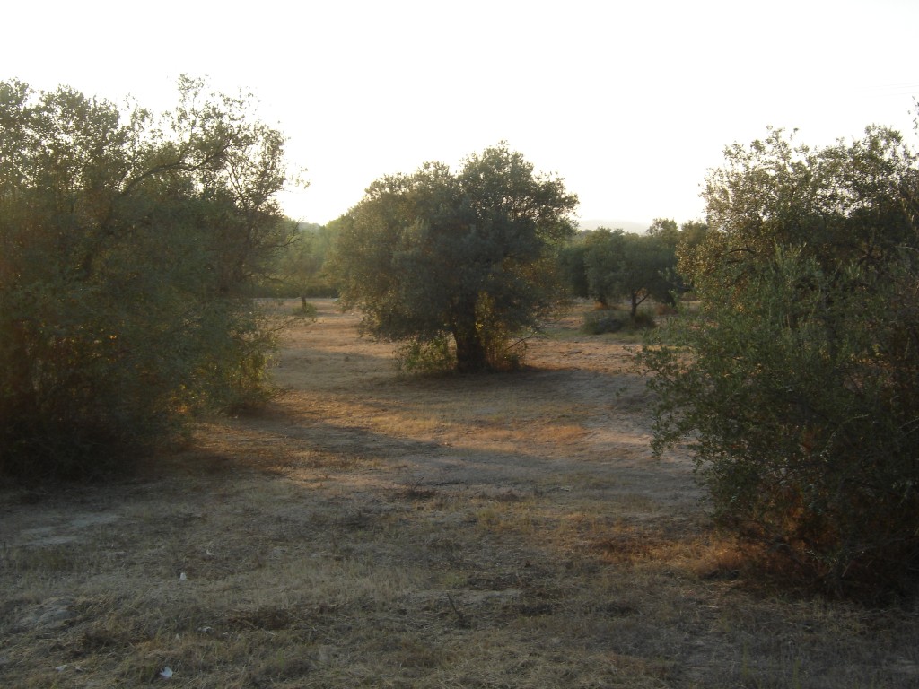 dimitrakia_vourvourou103 Medium.jpg